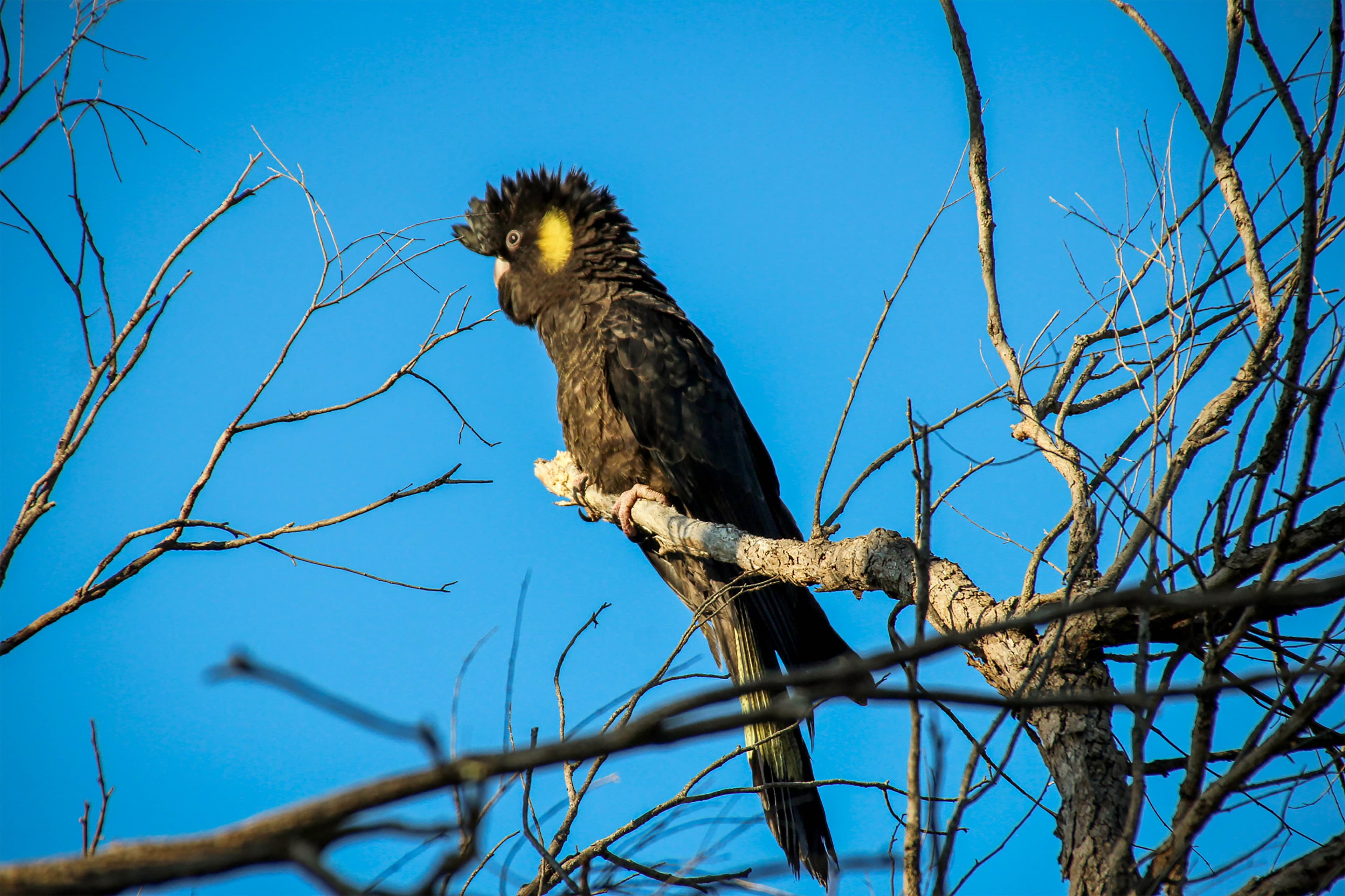 Black cockatoo perched on a branch