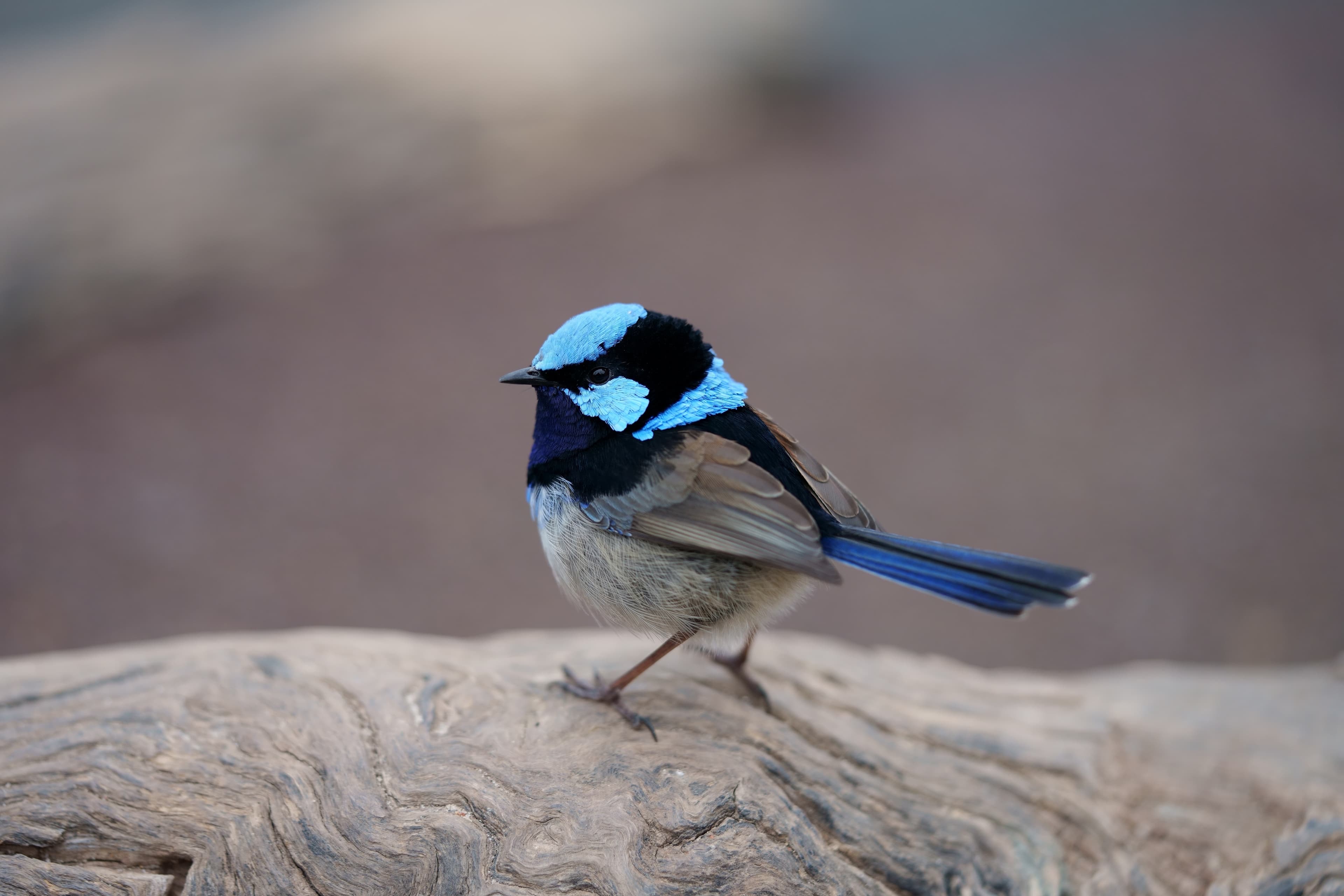Superb Fairy-wren perched on a branch